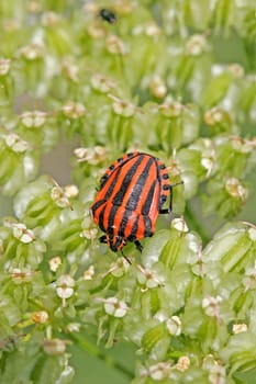 Graphosoma lineatum,striped bug