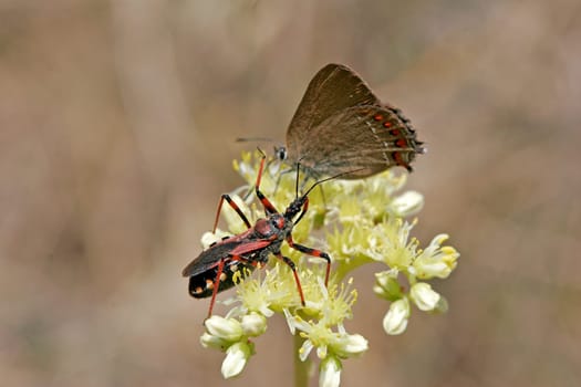 Rhinocoris erythropus,predatory bug lies in wait for butterfly