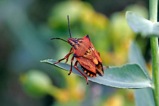 Carpocoris mediterraneus, Baumwanze