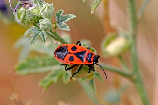 Pyrrhocoris apterus, Feuerwanze