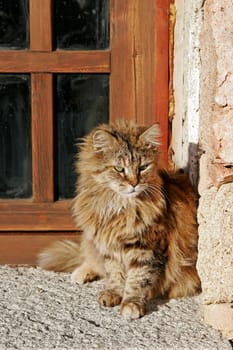 Shaggy cat,beautiful cat