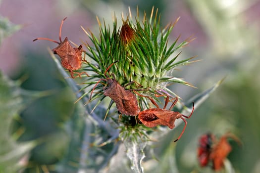 Coreus marginatus, Lederwanze, Randwanze