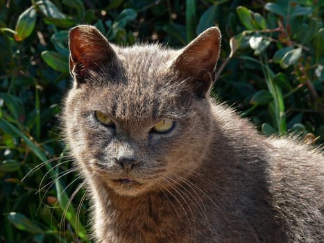 Cat,feral cat