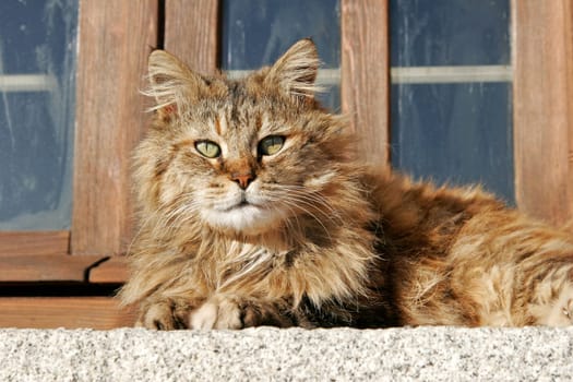 Shaggy cat,beautiful cat