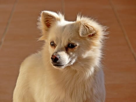 Palina,small dog,small shy dog