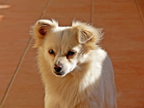 Palina,small dog,small shy dog
