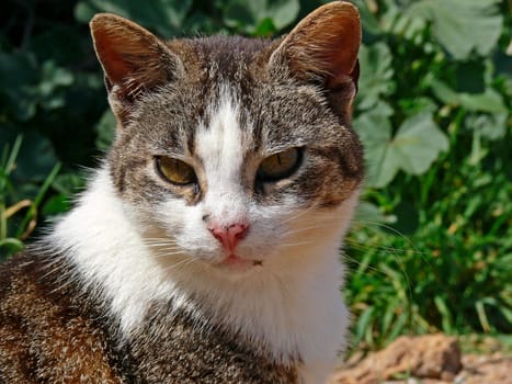 Cat,feral cat