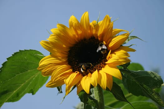 Sunflower