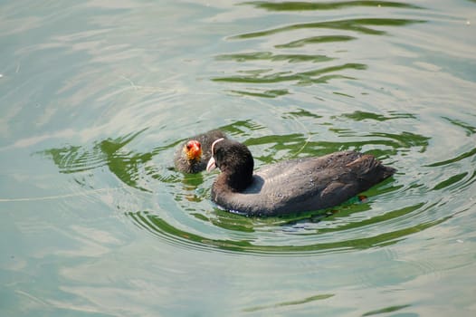 Young diver with mother