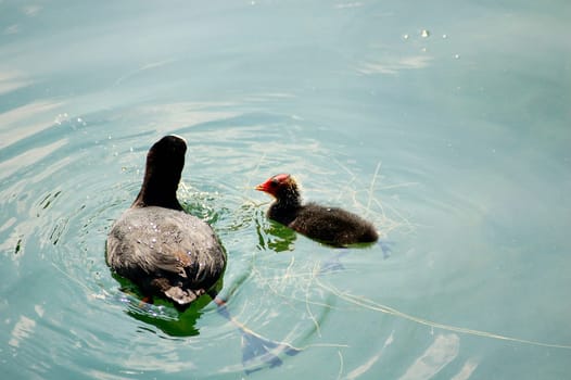 Young diver with mother 2