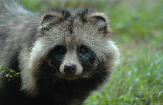 The raccoon dog