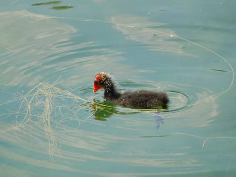 Young diver