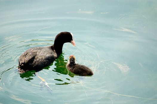 Young diver with mother 3
