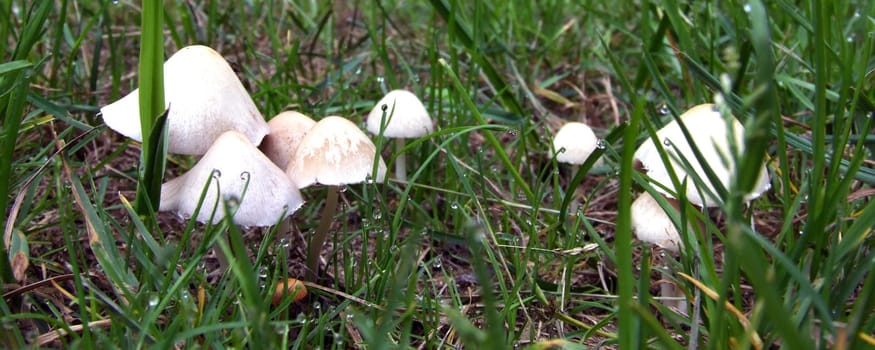 Fungi
