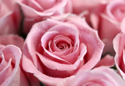 The bouquet of roses with lens Canon 50mm/1.8 . 50mm F2.5 1100 ISO400