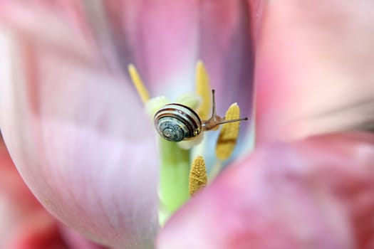 Pink House for Snail