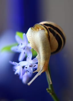 Blue Dessert for Snail