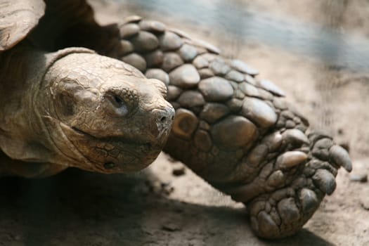 This Galapagos giant tortoise suffers from a cold