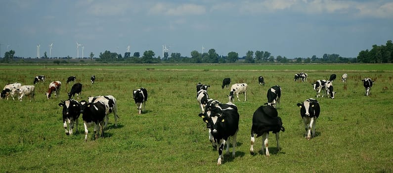 In the pasture
