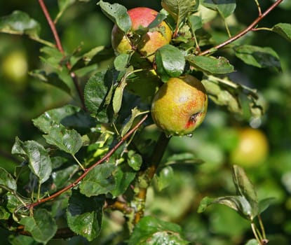 Boskopf apple in the summer rain