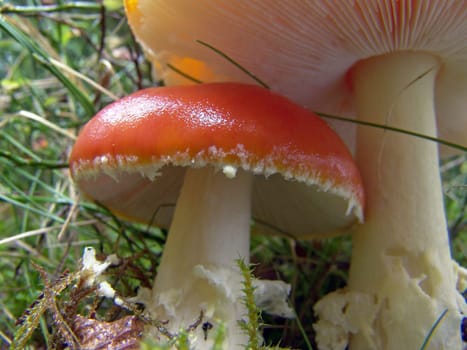 Toadstools