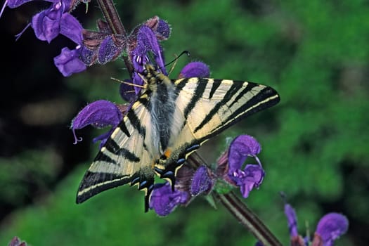 Iphiclides podalirius,Sail Butterfly