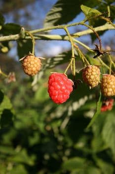 Raspberry