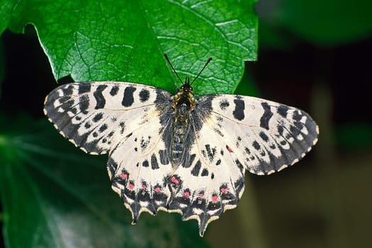 Allancastria cerisyi ferdinandi