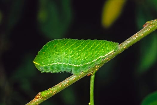 Iphiclides podalirius,Caterpillar