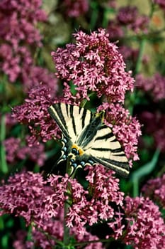 Iphiclides podalirius,Sail Butterfly on Red Spurflower
