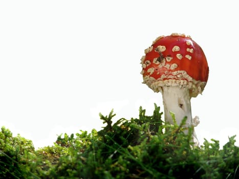 Fly agaric