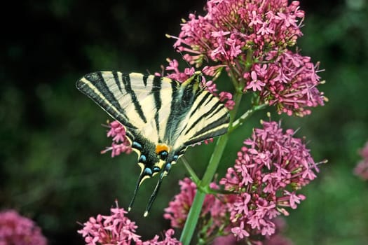 Iphiclides podalirius,Sail Butterfly on Red Spurflower