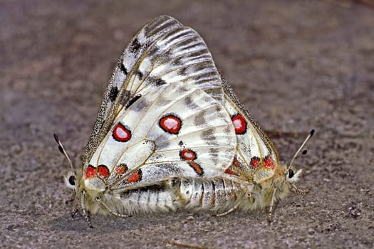 Parnassius apollo viningensis,Apollo (mating),Moselle-Apollo butterfly