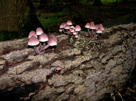 Who knows the name of the mushrooms???