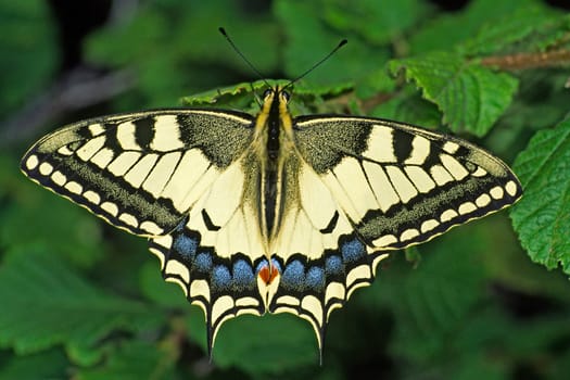 Papilio machaon,swallowtail