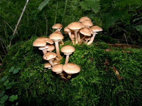 HONEY FUNGUS...