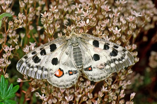 Parnassius apollo viningensis,Apollo,Moselle Apollo butterfly
