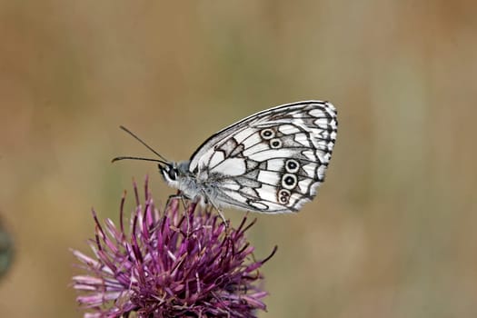 Melanargia galathea,chessboard