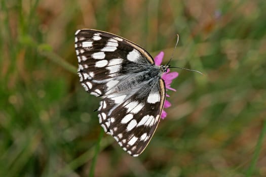 Melanargia galathea,chessboard