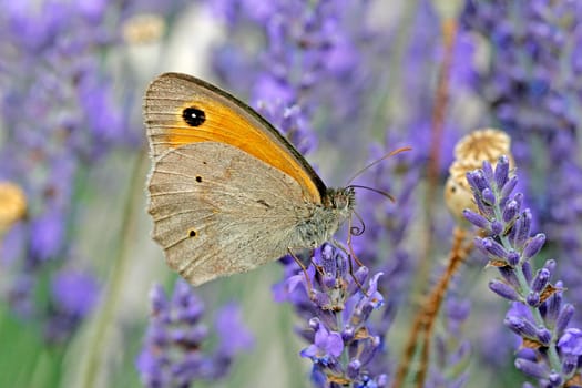 Maniola jurtina,Oxeye (female)