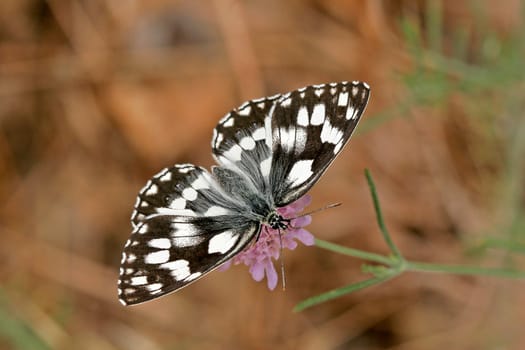 Melanargia galathea,chessboard