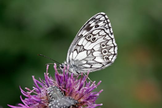 Melanargia galathea,chessboard