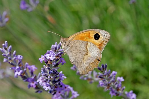 Maniola jurtina,Oxeye (female)