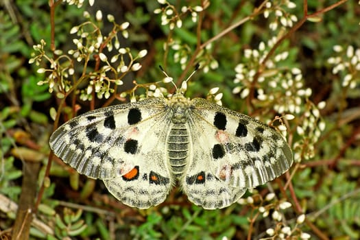 Moselle Apollo butterfly,strictly protected