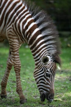 Grant's zebra (Equus burchelli granti)