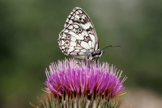 Melanargia galathea,chessboard on thistle flower