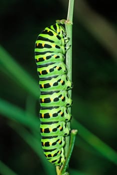 Papilio machaon, Schwalbenschwanz-Raupe
