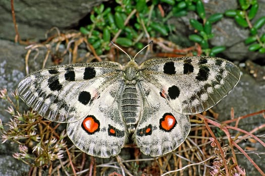 Parnassius apollo viningensis,Apollo,Moselle Apollo butterfly