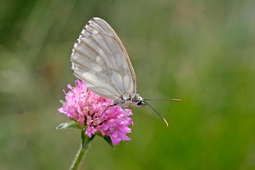 Melanargia galathea,chessboard,form leucomelas