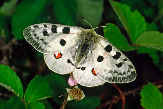 Subspecies of the Moselle,strictly protected
